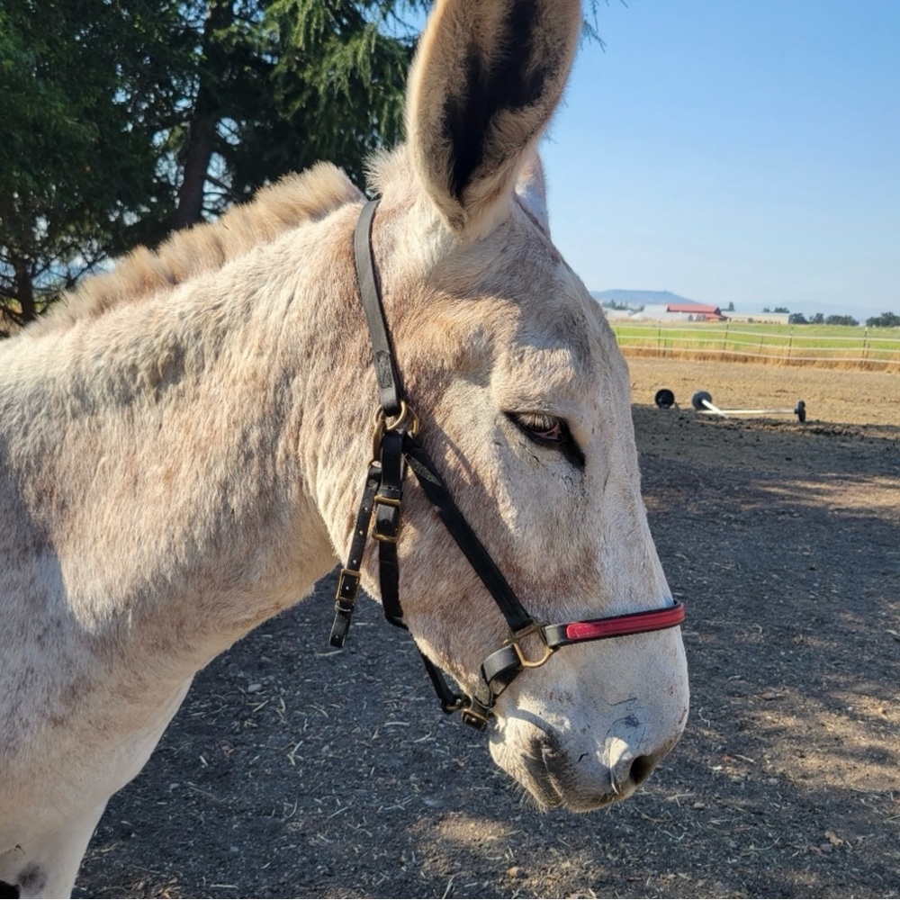 Black And Red Biothane Halter Bridle With Brass Hardware Horse Size Endurance